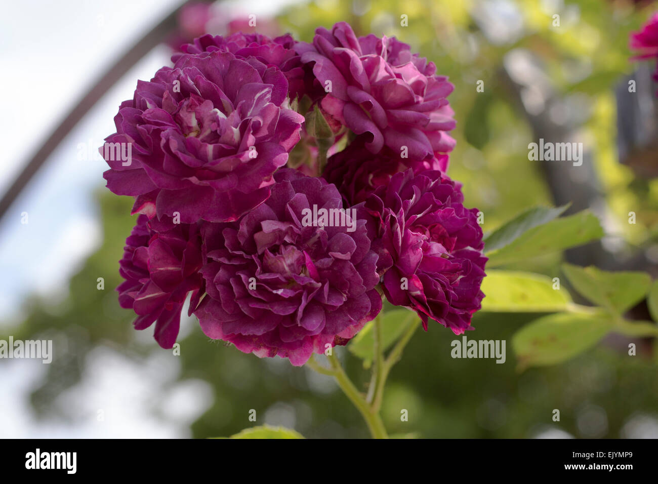 Rosa Bleu Magenta, rambling rose Banque D'Images