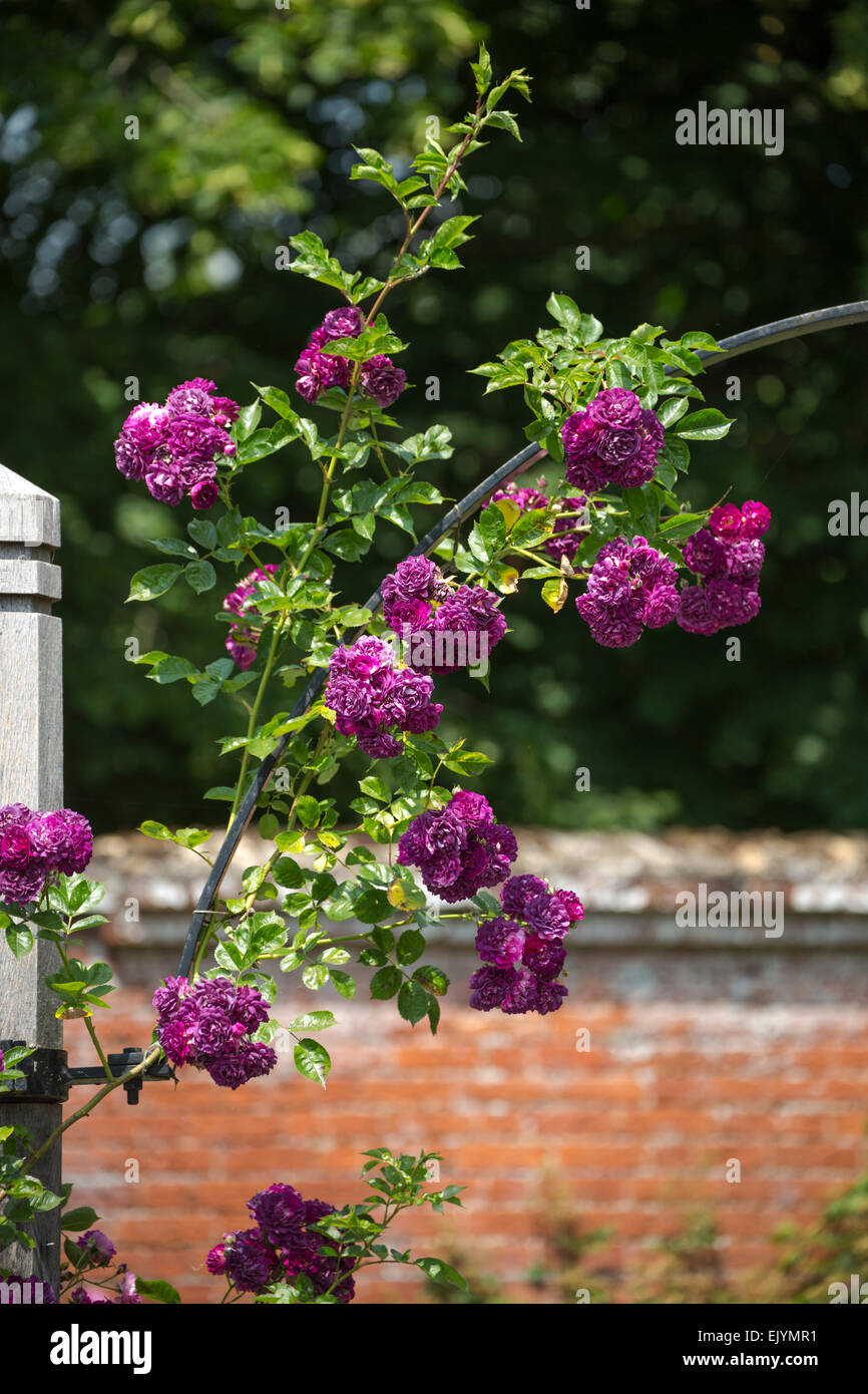 Rosa Bleu Magenta, rambling rose Banque D'Images