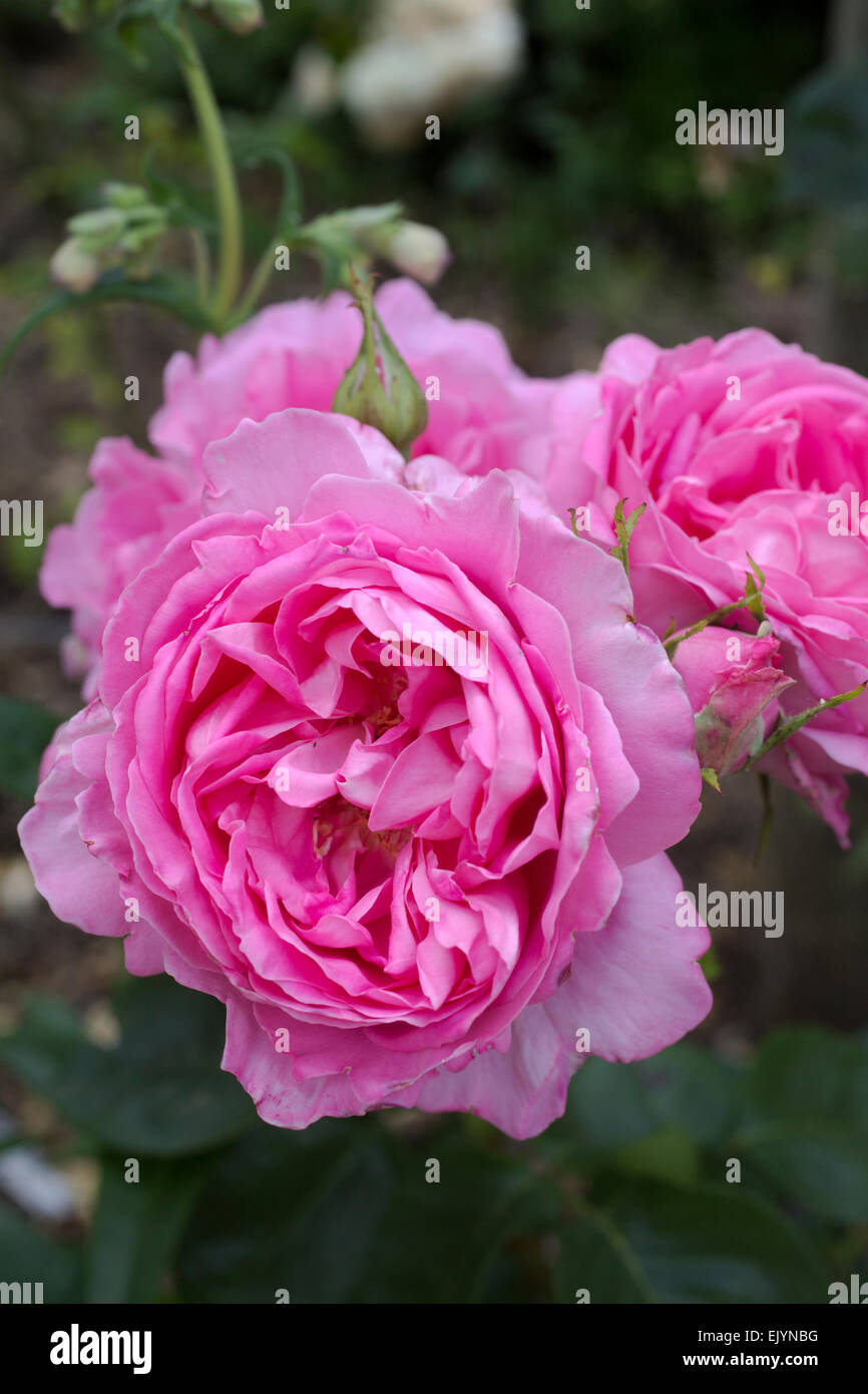 Rosa Home Sweet Home Banque D'Images