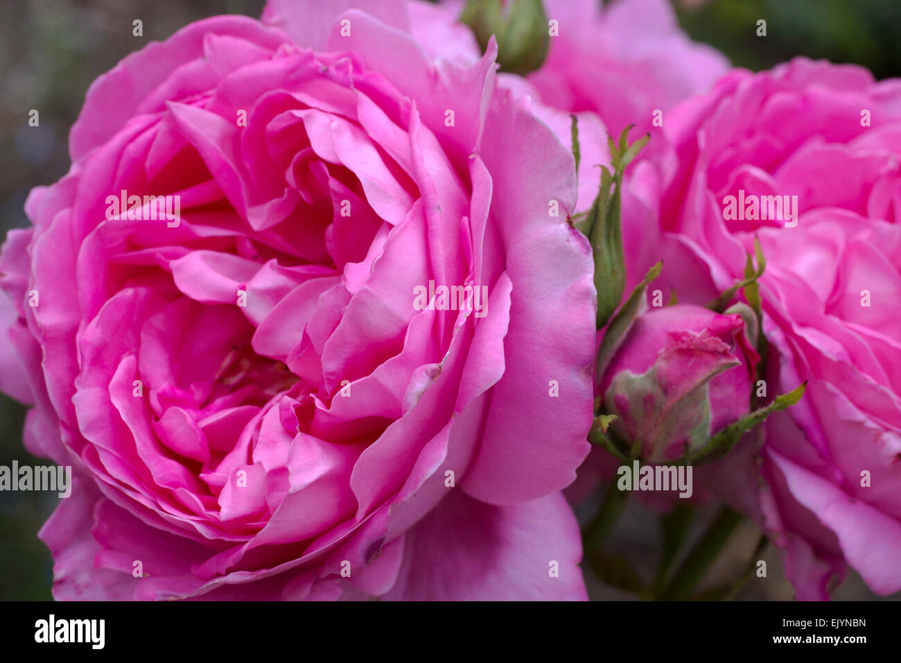 Rosa Home Sweet Home Banque D'Images