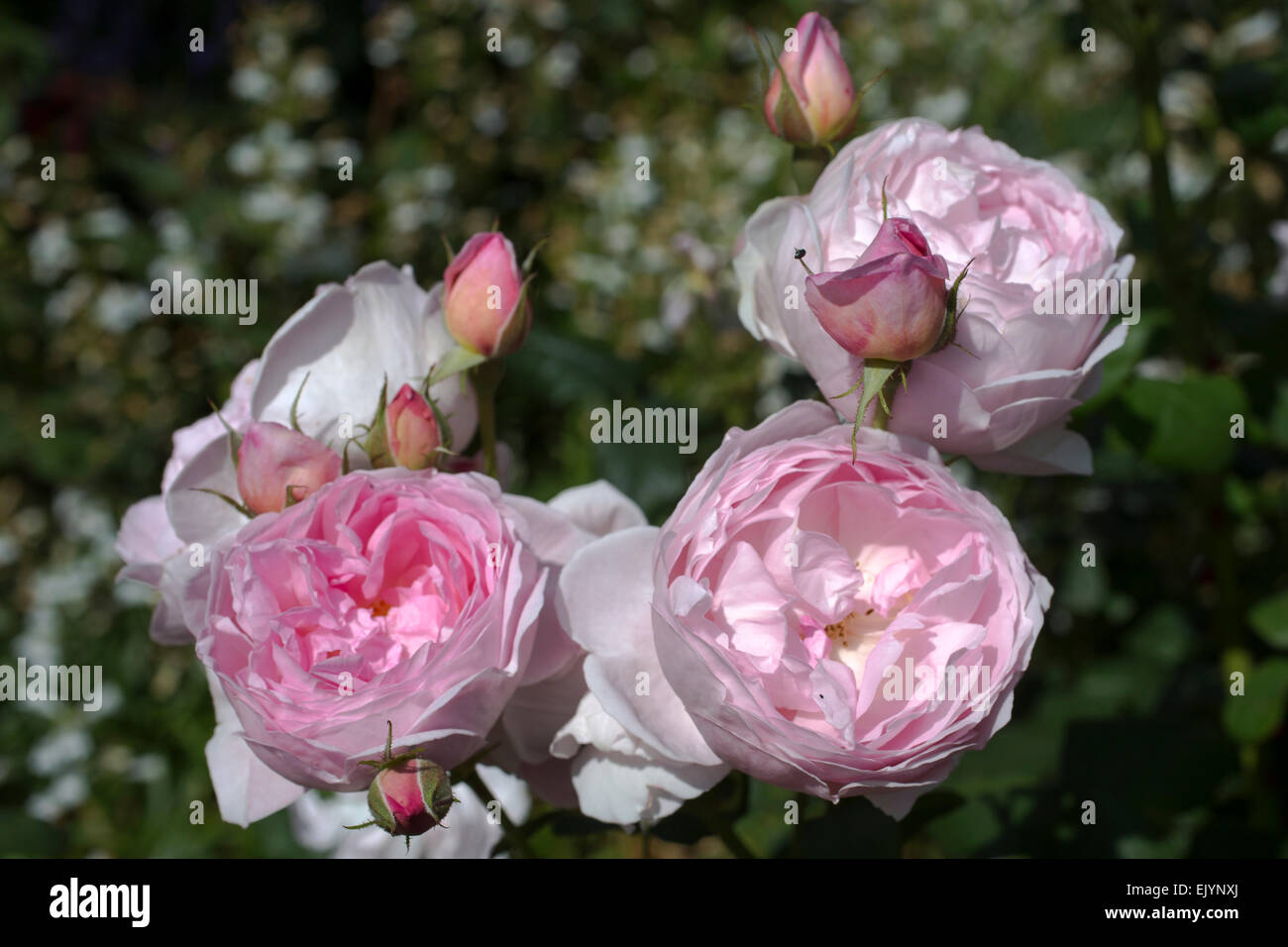 Rosa Sceptre'd Isle, David Austin Rose Anglais Banque D'Images