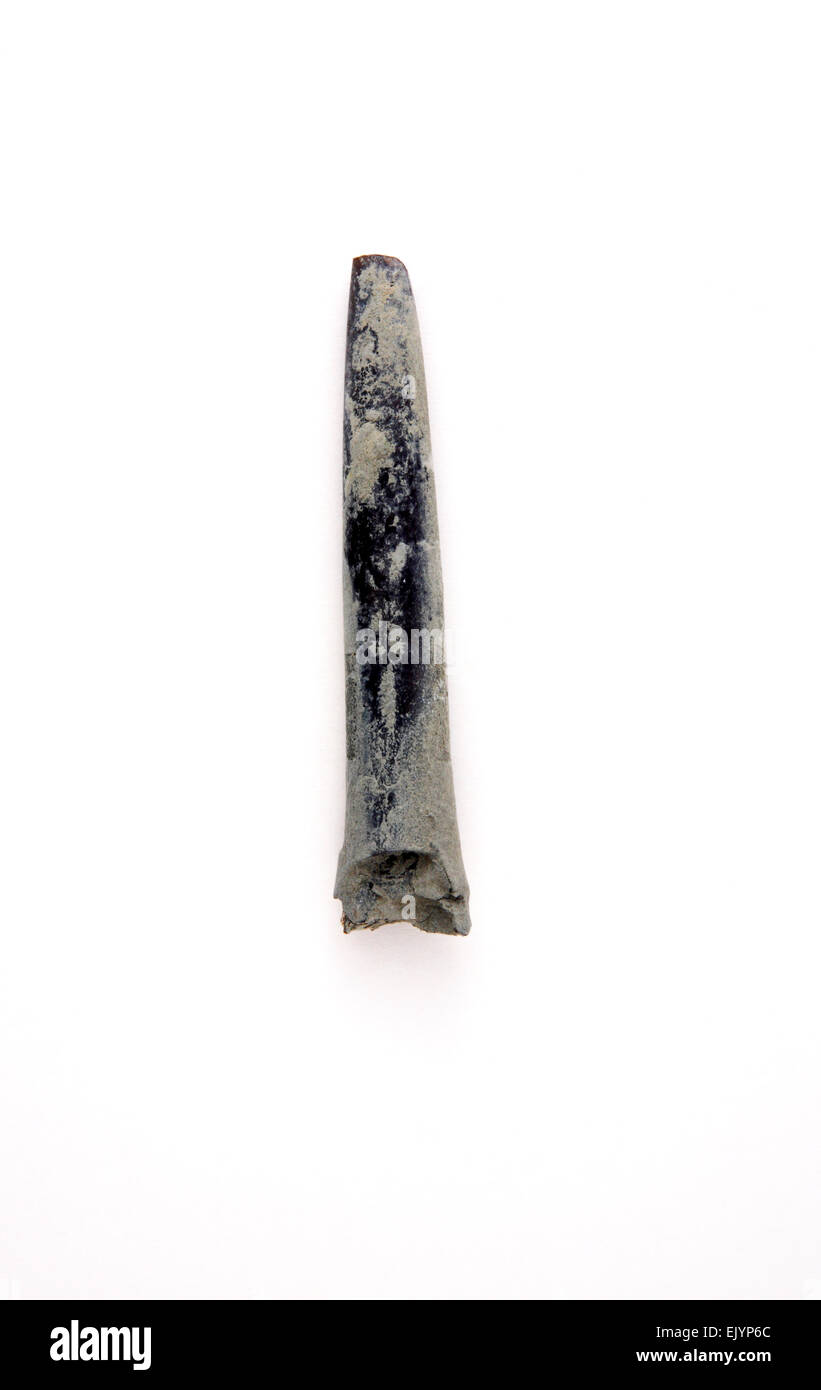 Un fossile Belemnite extraites de la Lias bleu au schiste, Lyme Regis, dans le Dorset, Angleterre, Royaume-Uni. Banque D'Images