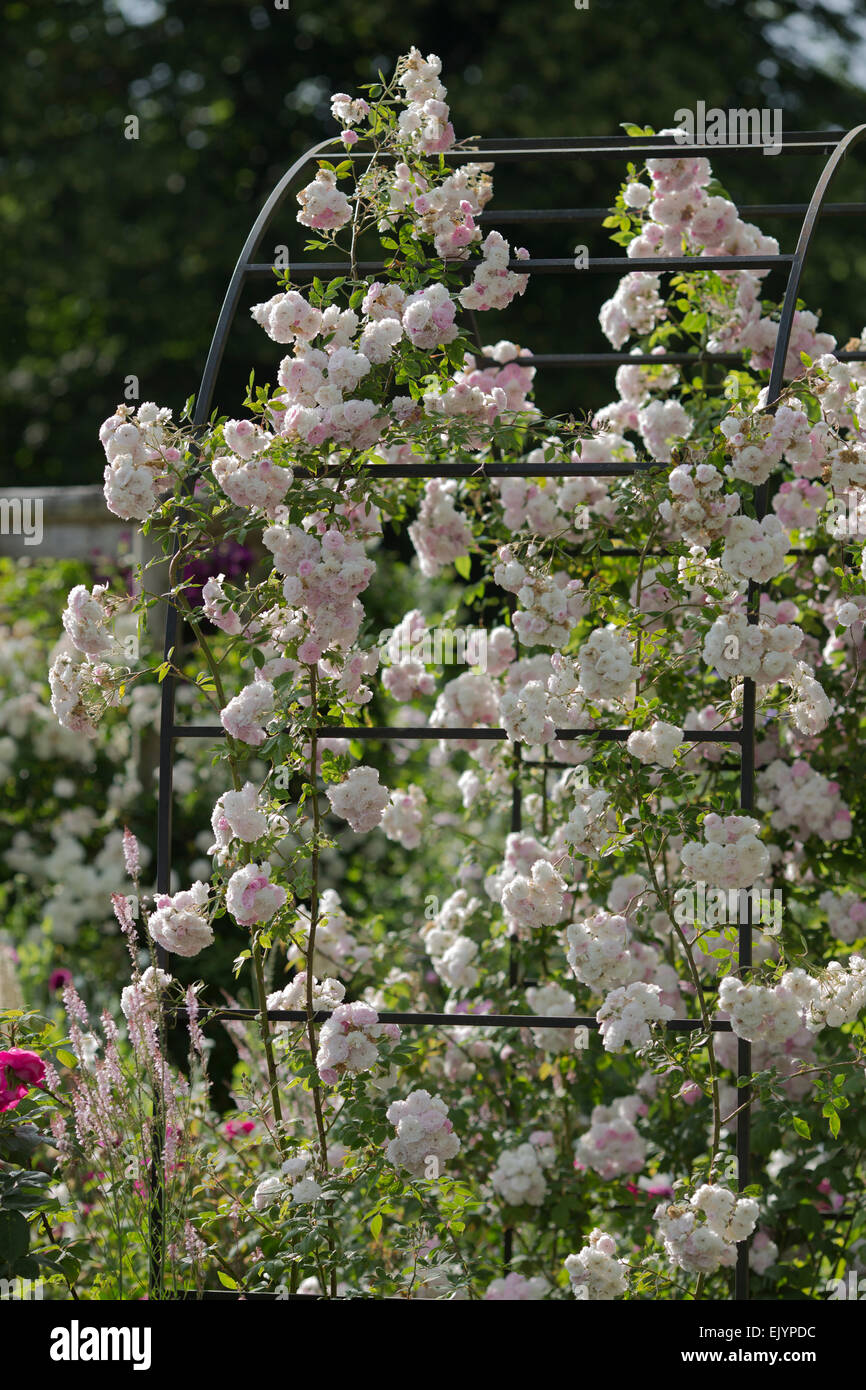 English rose jardin en été Banque D'Images