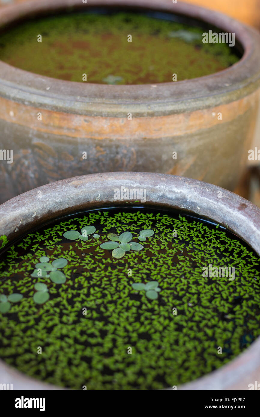 Libre de l'étang d'ornementation en céramique pots avec surfaces de mauvaises herbes canard, Bangkok, Thaïlande. Banque D'Images