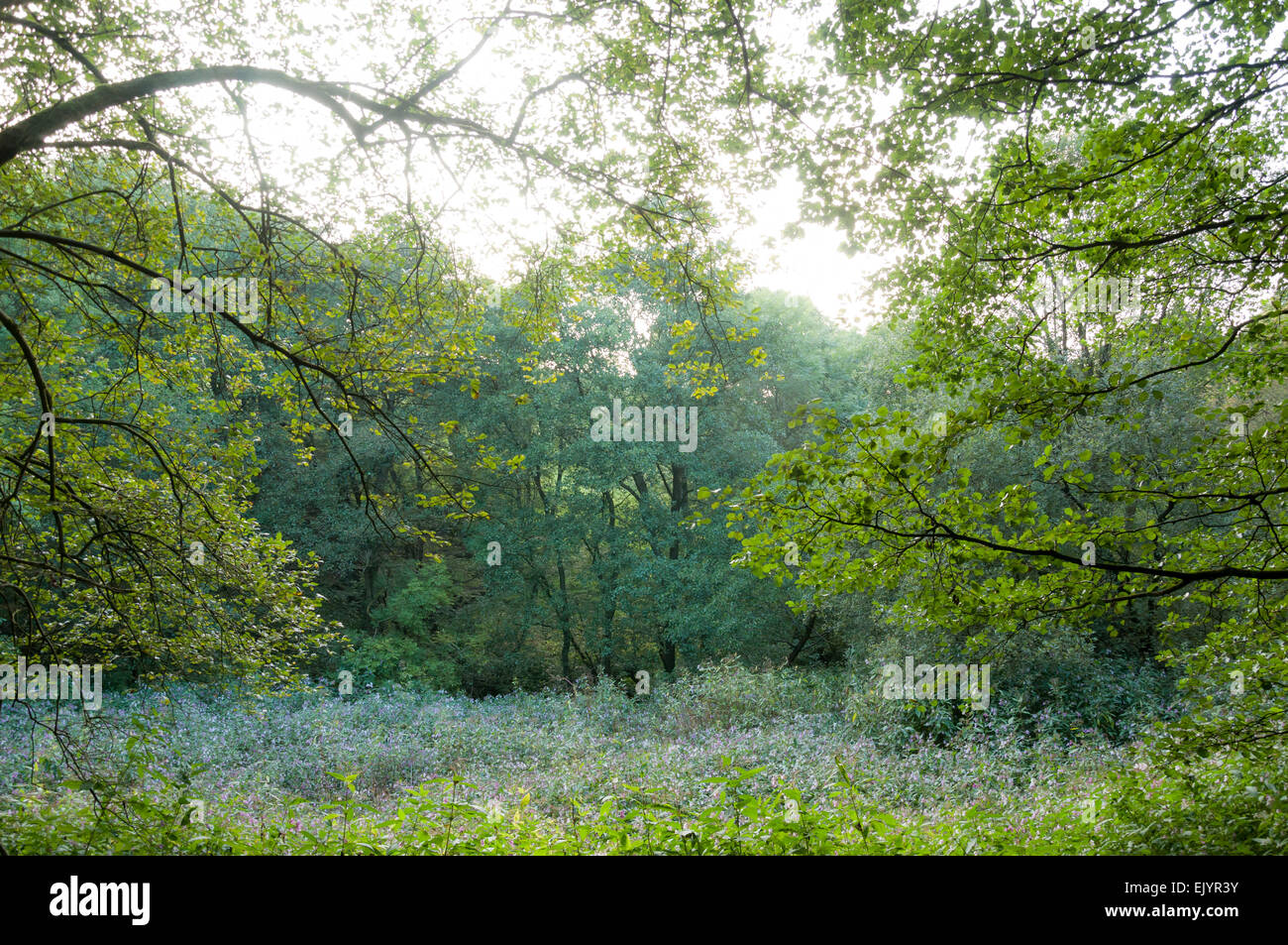 Doux verts dans un bois anglais à la fin de l'été. Branches pendantes de saules et d'aulnes. Banque D'Images