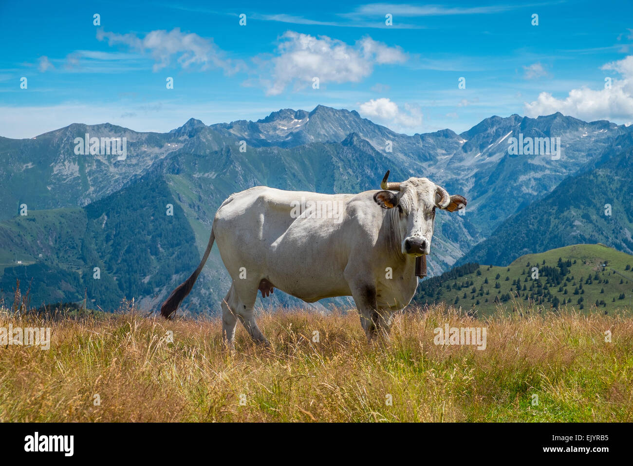 La blonde d'aquitaine pyrénées vache bovins Banque D'Images