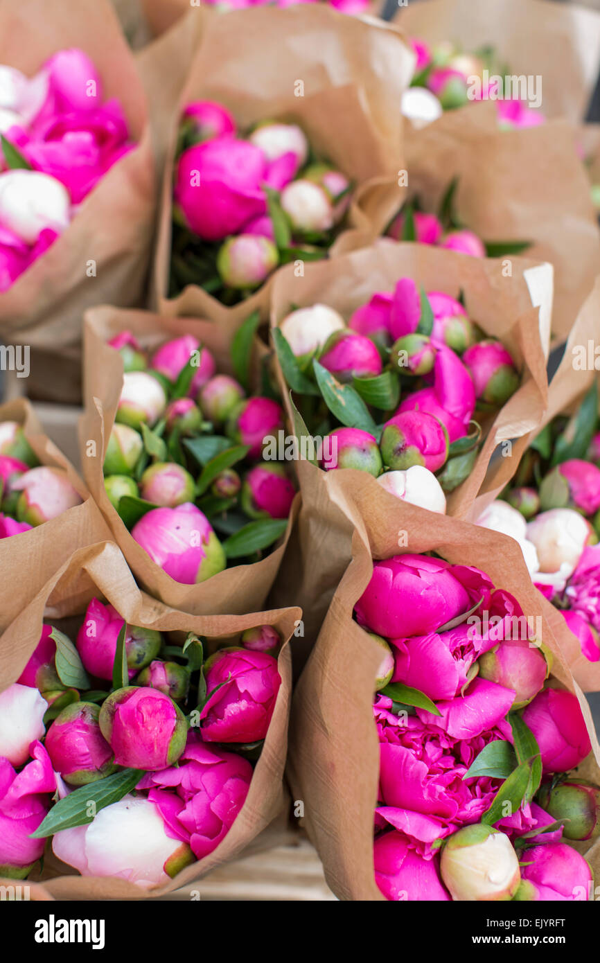 Les Pivoines rose en papier d'emballage brun au marché de Strasbourg, France Banque D'Images