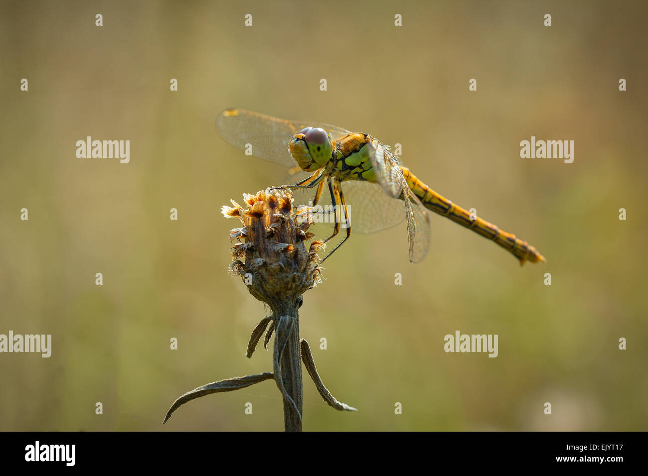 Vue latérale d'un dard commun (Sympetrum striolatum) libellule avec ses ailes propagation il est en train de sécher ses ailes Banque D'Images