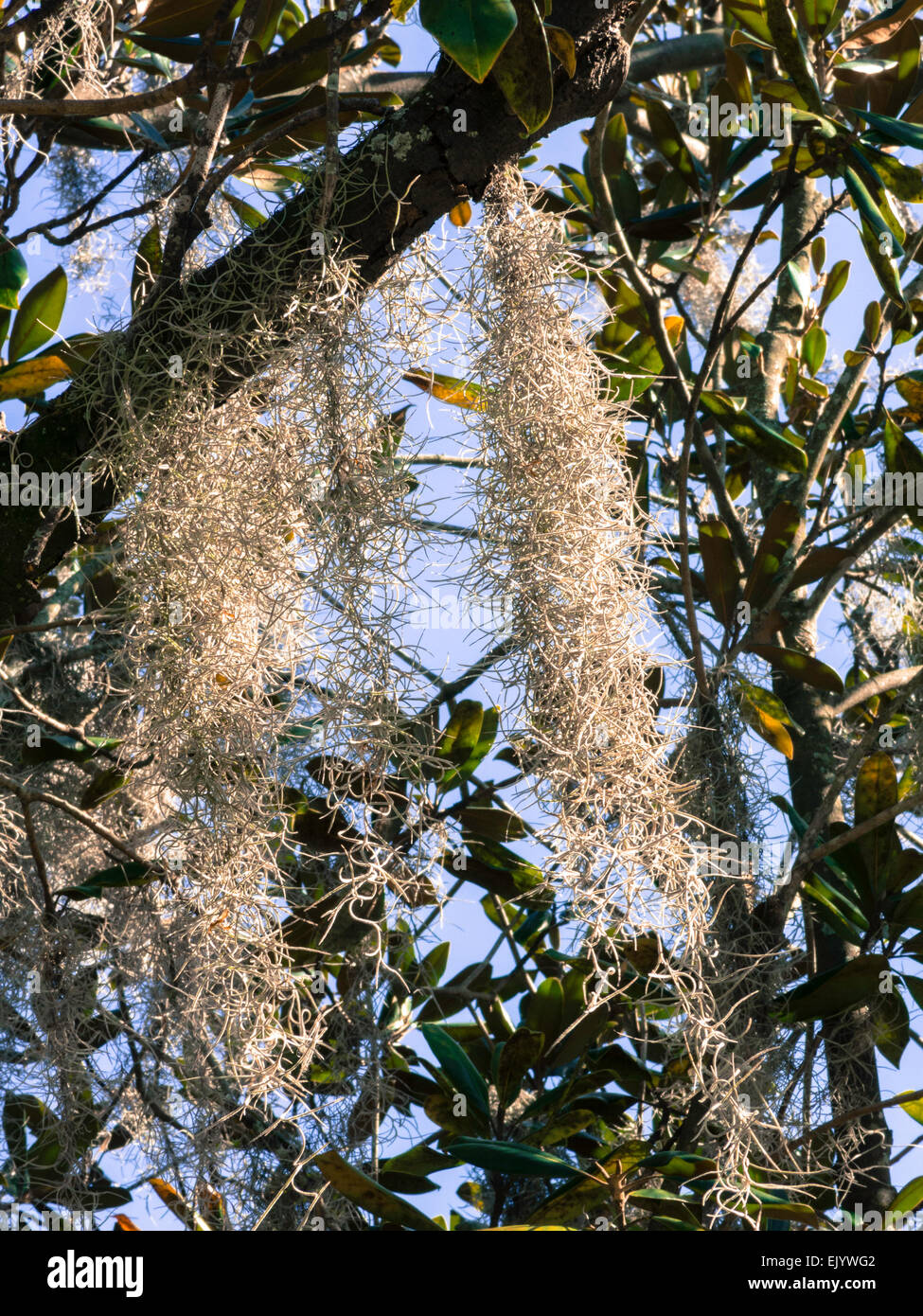 La mousse espagnole suspendu dans le sud de Live Oak Tree, Tampa, FL Banque D'Images