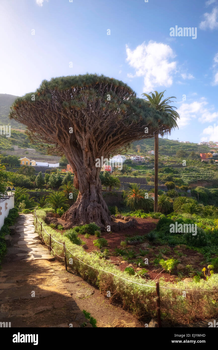 Arbre Dragon, Santa Cruz de Tenerife, Tenerife, Canaries, Espagne Banque D'Images