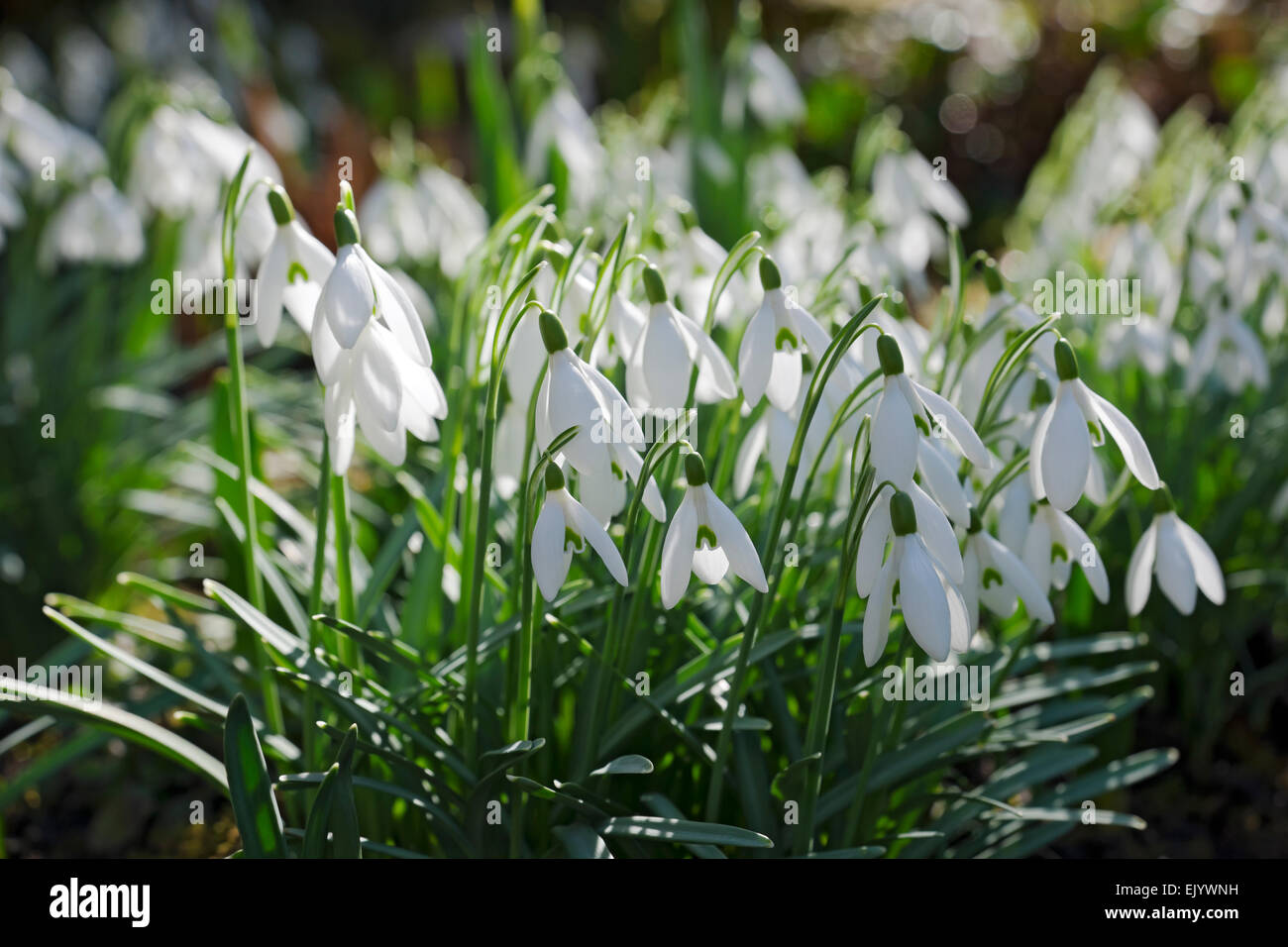 Gros plan des gouttes de neige blanches fleurs des neiges fleuries fleuries dans le jardin en hiver début de printemps Angleterre Royaume-Uni Grande-Bretagne Banque D'Images