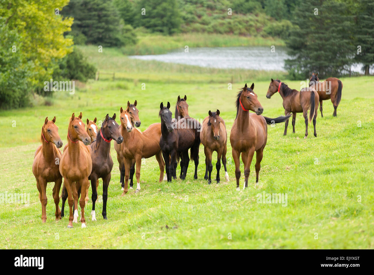 Sur le pâturage des troupeaux de chevaux Banque D'Images