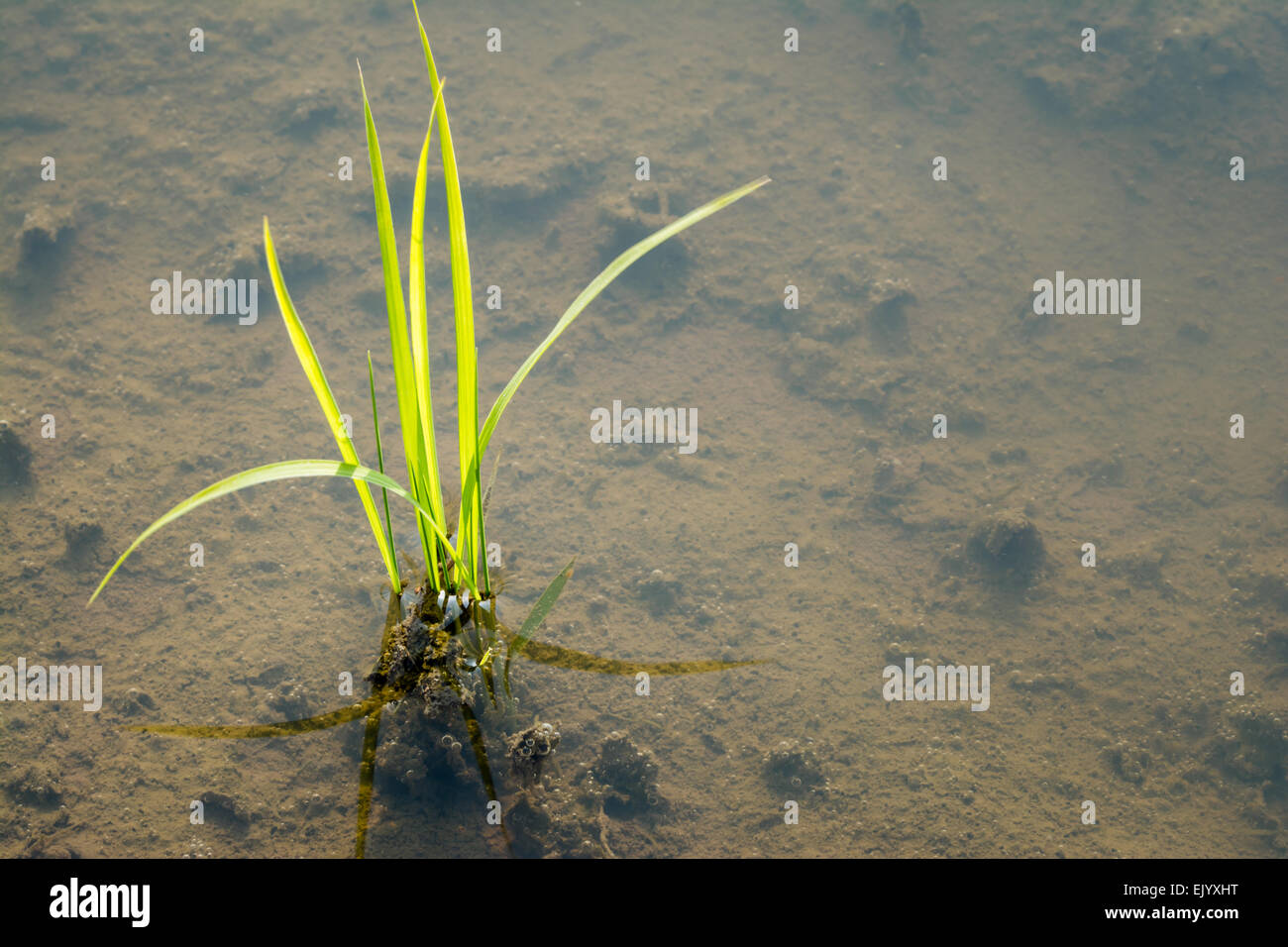 Un petit plant de riz nouvellement plantés Banque D'Images