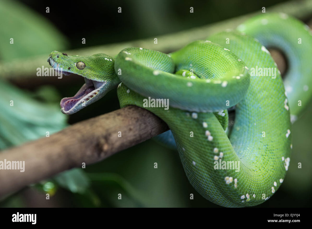 Morelia viridis,gruener Baumpython vert, Python, Python, l'Arbre Vert Banque D'Images