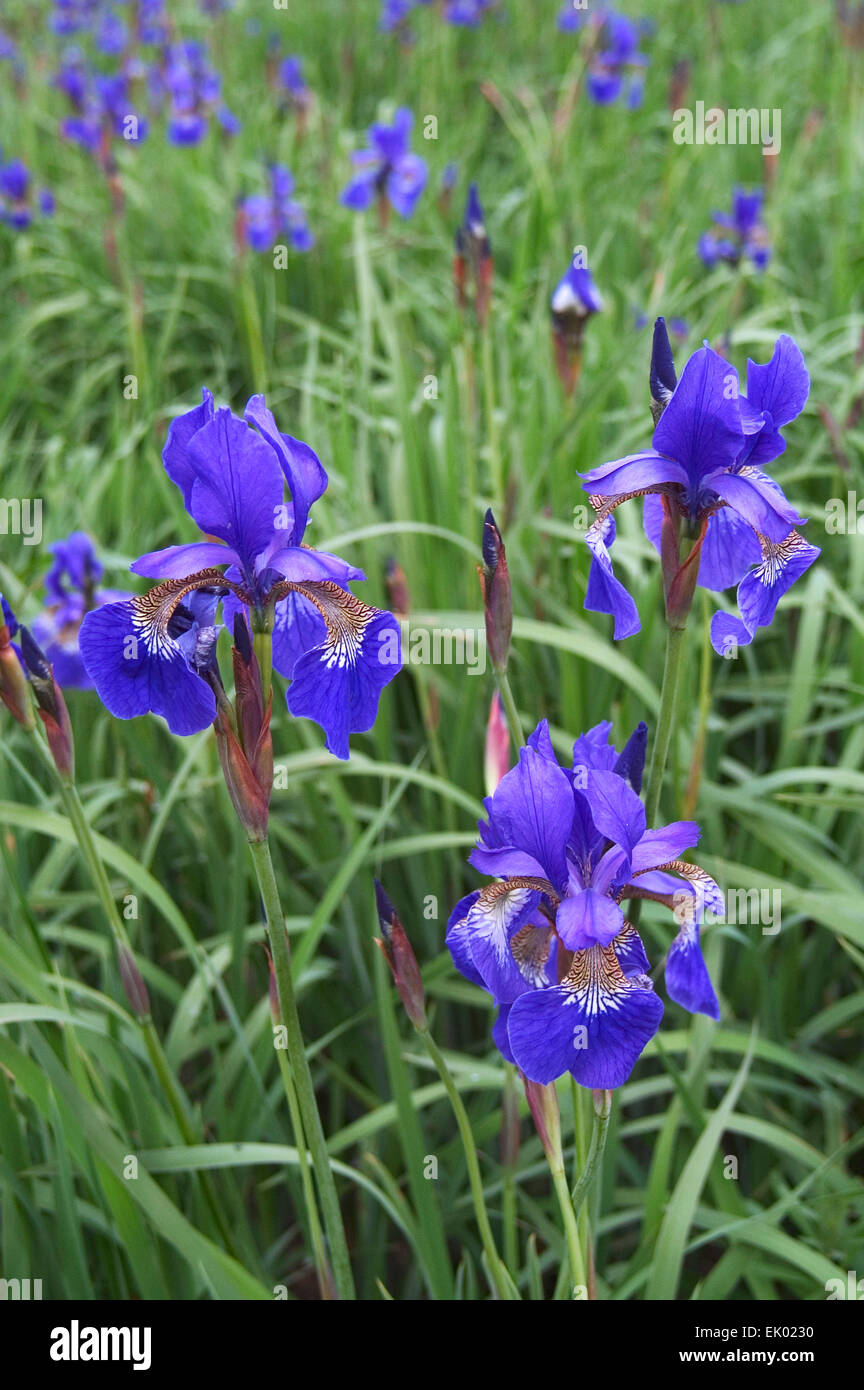 Iris de Sibérie / drapeau de Sibérie (Iris sibirica Iris / acuta) en fleurs Banque D'Images