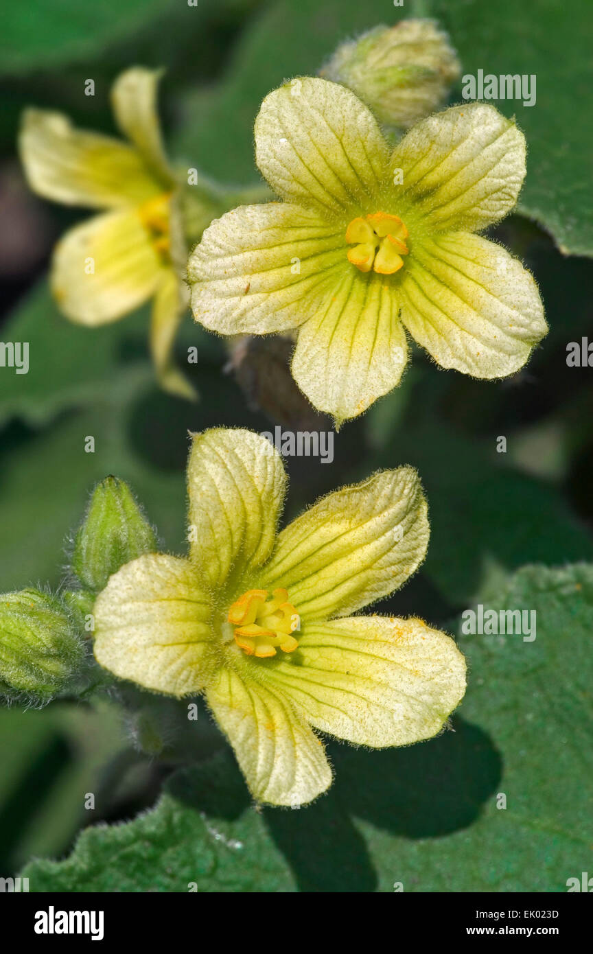 Squirting cucumber / explosion d'Ecballium elaterium (concombre / Momordica elaterium) en fleurs Banque D'Images