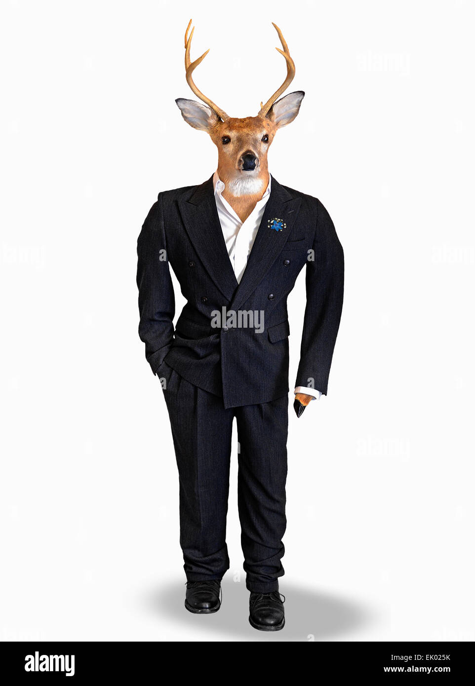 Big Buck deer vêtu d'un tuxedo noir isolé sur blanc. Banque D'Images
