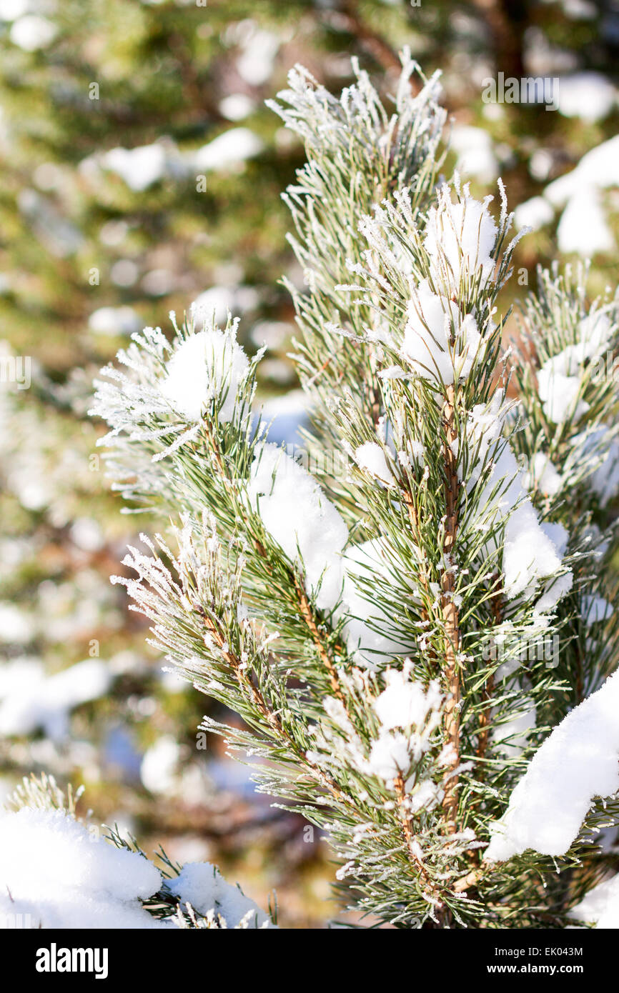 Branches d'arbres couverts de neige close-up Banque D'Images