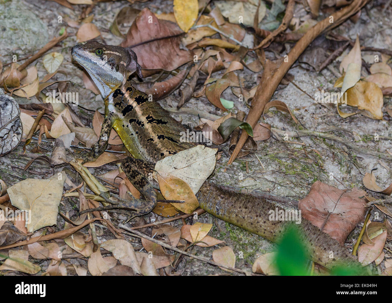 Un Basilisk (Basiliscus vittatus), ou 'Jesus Lizard', parmi les feuilles mortes sur le sol de la forêt. Le Panama, en Amérique centrale. Banque D'Images