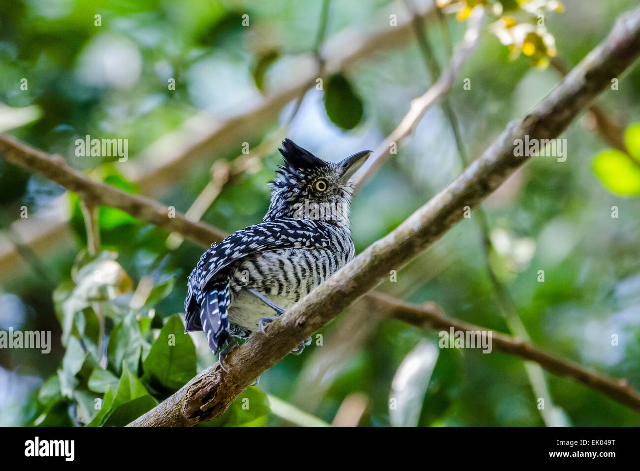 Un homme interdit (Thamnophilus doliatus Antshrike) perché sur une branche. Le Panama, en Amérique centrale. Banque D'Images