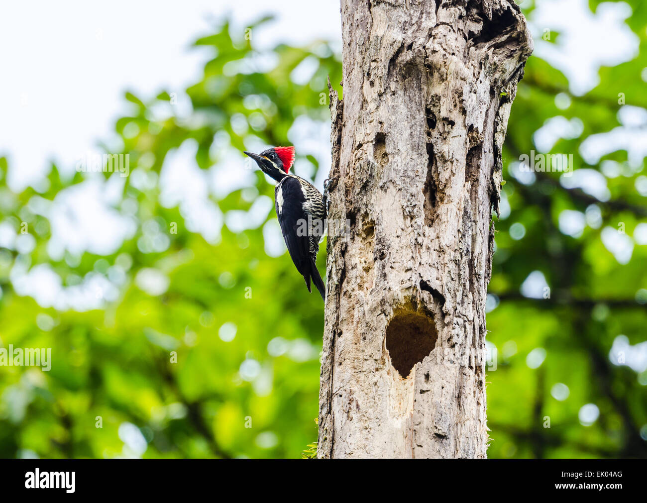 Un Hylatomus lineatus Lineated Woodpecker () sur un tronc d'arbre. Le Panama, en Amérique centrale. Banque D'Images