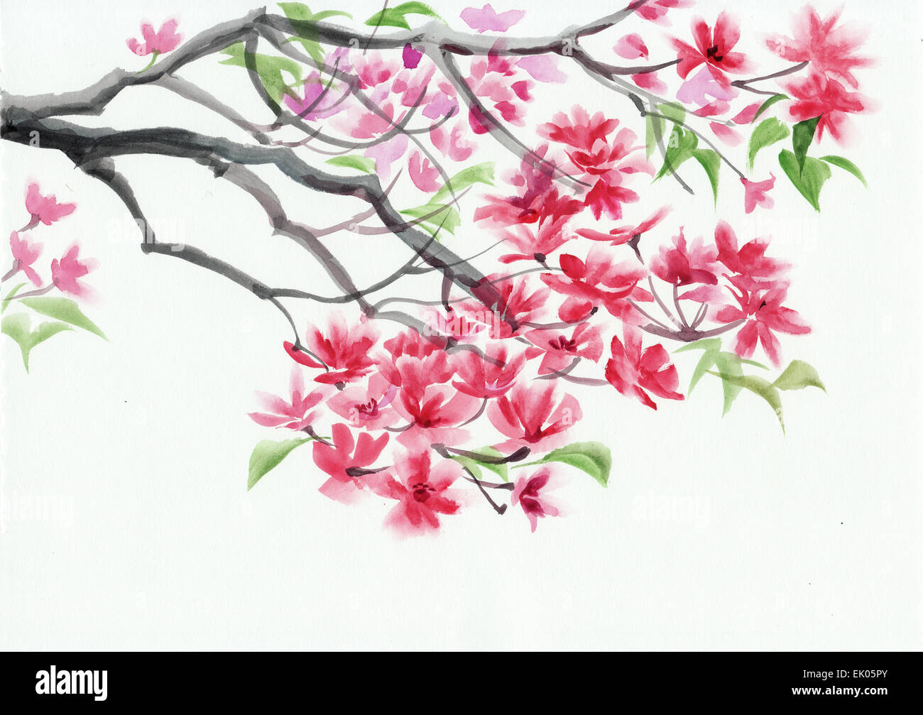 Arbre en fleur avec des fleurs roses de l'aquarelle. Style asiatique. Banque D'Images
