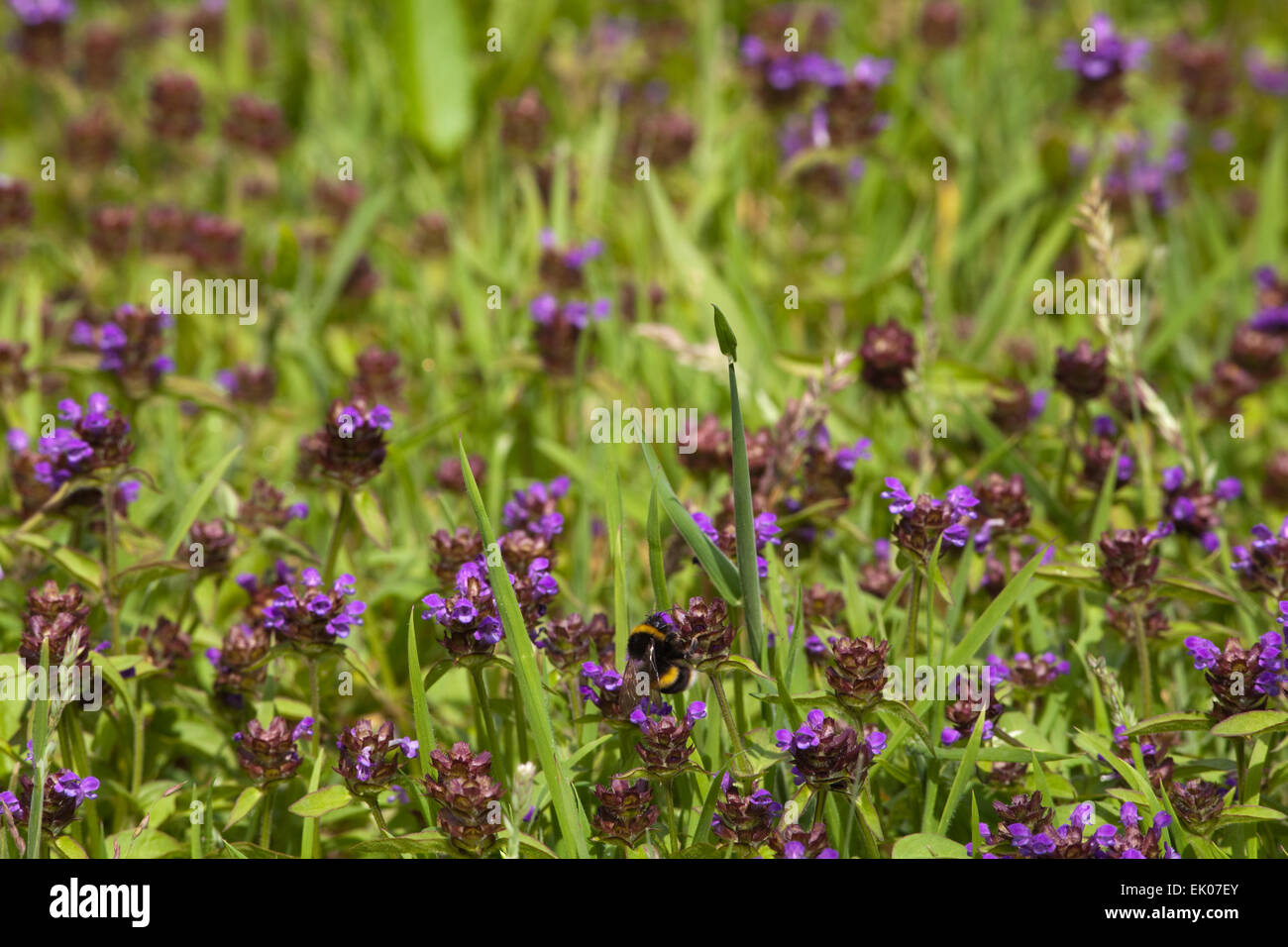 Selfheal (Prunella vulgaris). De plus en plus parmi les herbes courtes, avec un bourdon (Bombus sp. ) En prenant le nectar et pollinisent le flux Banque D'Images