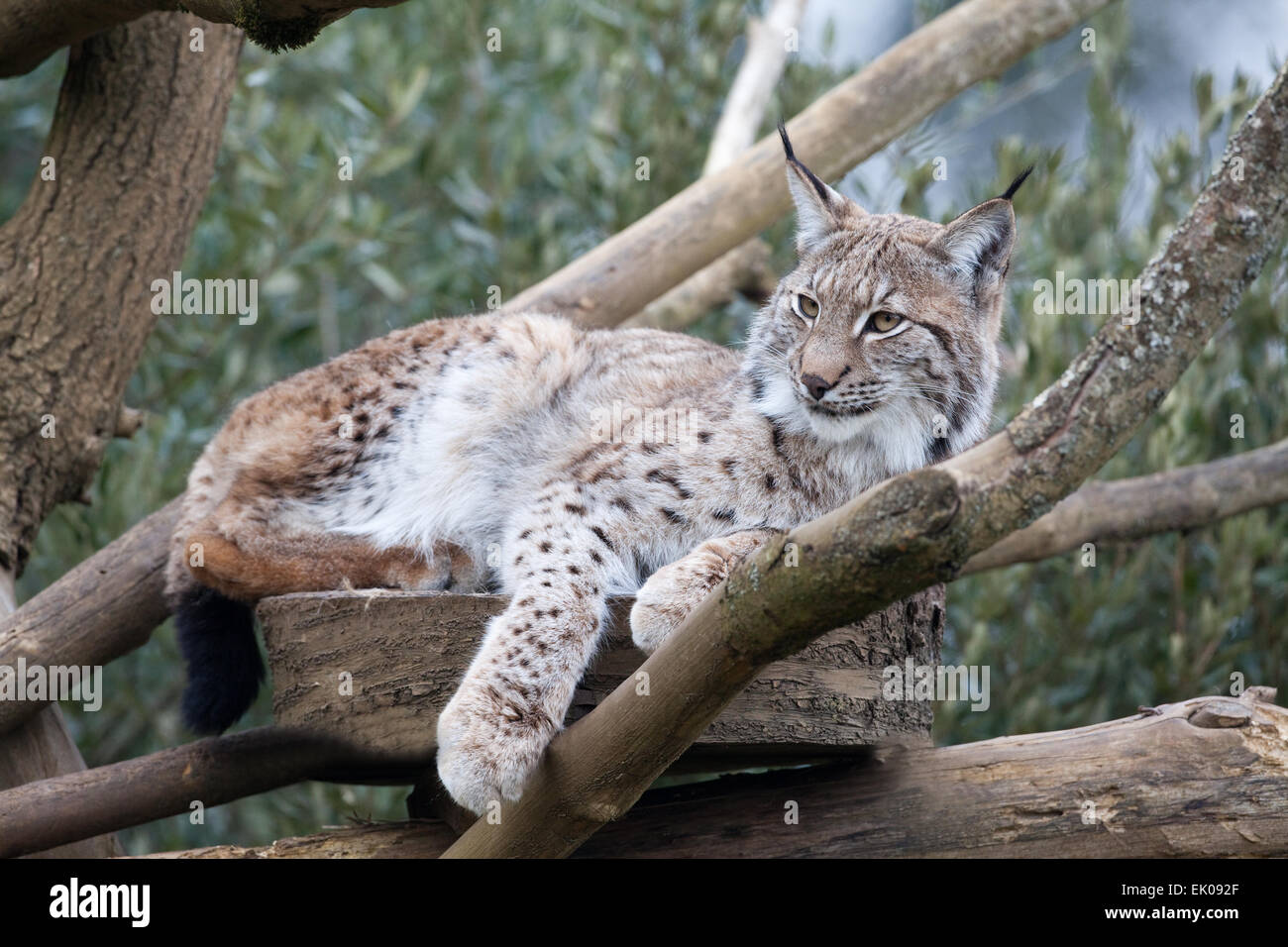 Lynx (Lynx lynx). La controverse, mais d'être considéré comme une espèce de re-introduction à l'Angleterre et l'Écosse au Royaume-Uni. 2015 Banque D'Images