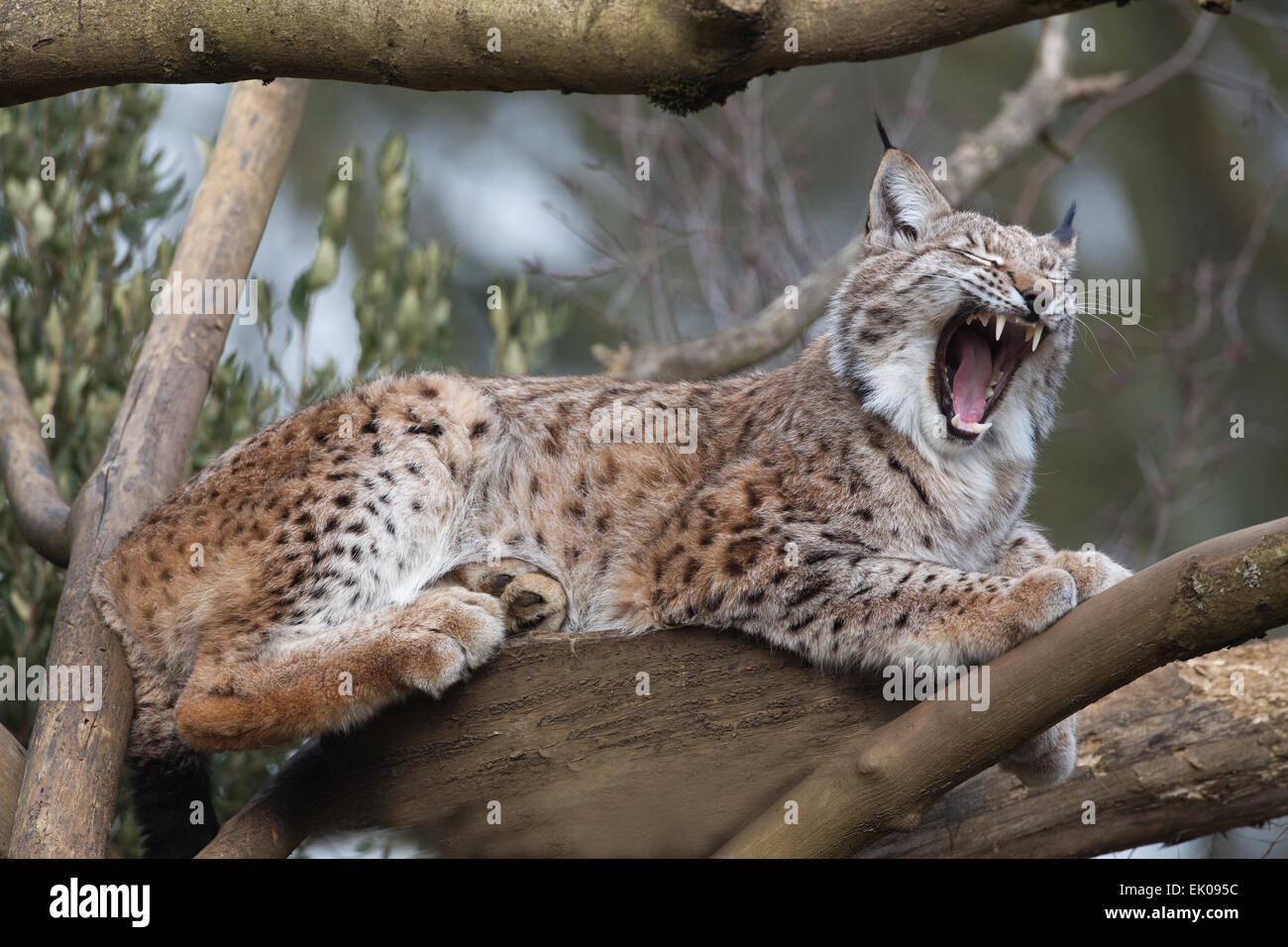 Lynx (Lynx lynx). La controverse, mais d'être considéré comme une espèce de re-présentation, re-wilding en Angleterre Ecosse. Banque D'Images