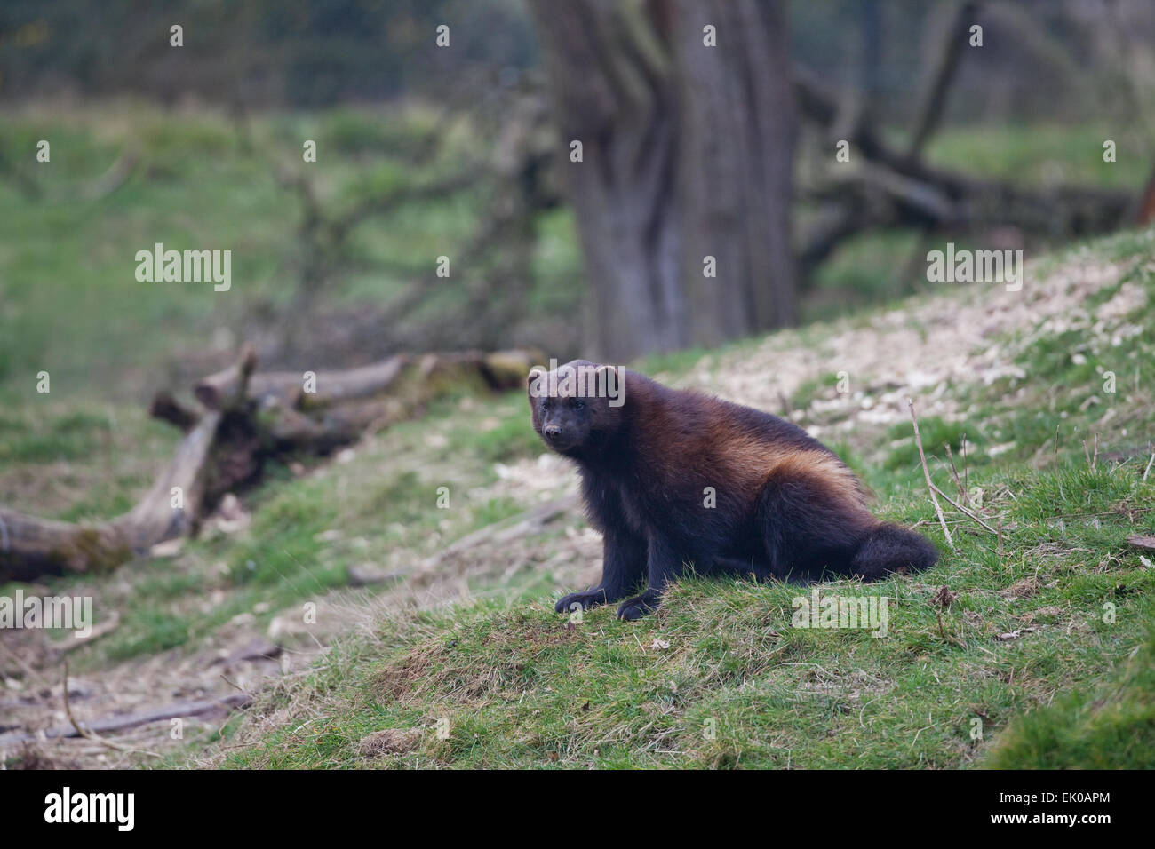 Le carcajou (Gulo gulo) ou glouton. Plus grand membre de la famille des belettes, des Mustelidae. On trouve dans le Nord de l'Europe, au Canada, en Sibérie. Banque D'Images