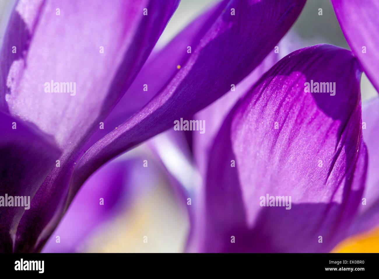 Gros plan abstrait crocus floral Crocus alpin, Blossom, Violet Banque D'Images