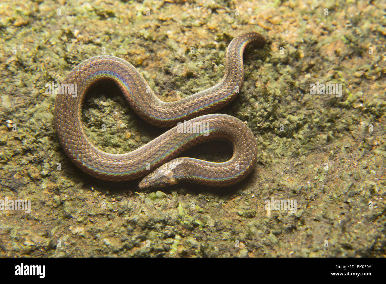 Bois serpent, capitaines, captaini Xylophis Colubridae, Neyyar Wildlife Sanctuary, le Kerala. L'Inde Banque D'Images