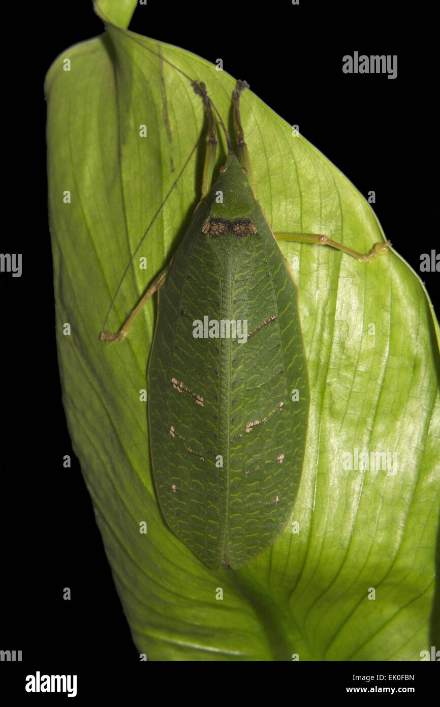 Phasmidae ou phasme, Iuka, sanctuaire de faune de Kerala. Banque D'Images