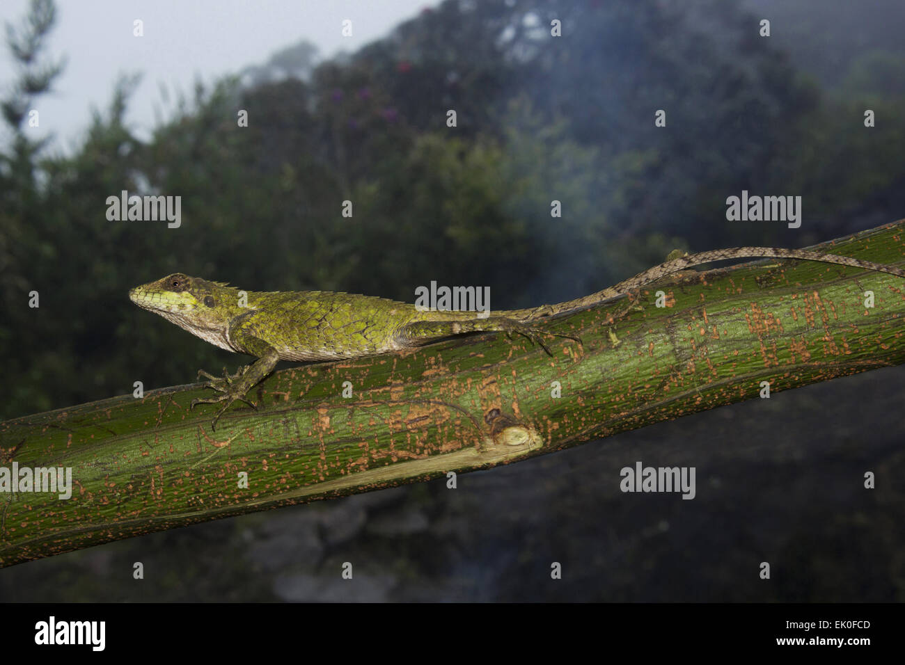 ANAIMALAI lézard épineux, Salea, anamallayana Agamidae, Anamudi shola National Park, le Kerala. L'Inde Banque D'Images