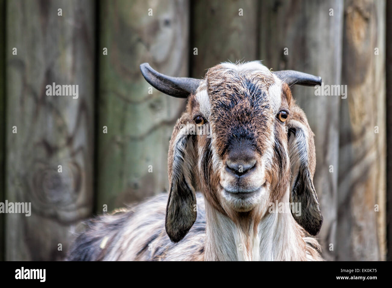 Portrait d'une chèvre Banque D'Images
