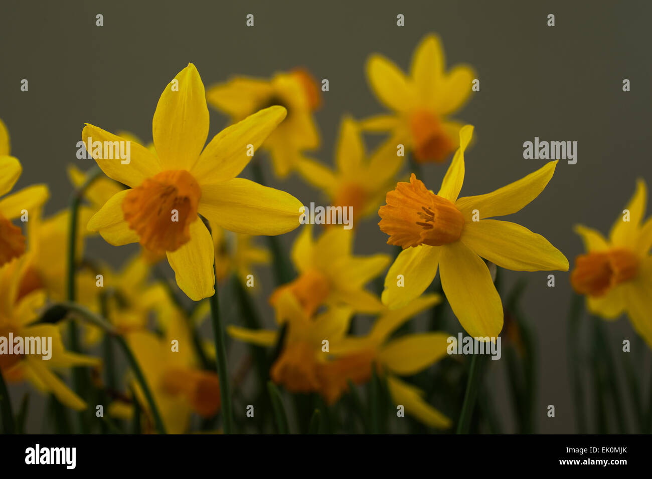 Narcisse jonquille naine tete a tete Jetfire avec ses fleurs jaune vif avec un centre en forme de trompette corona ( ). Banque D'Images