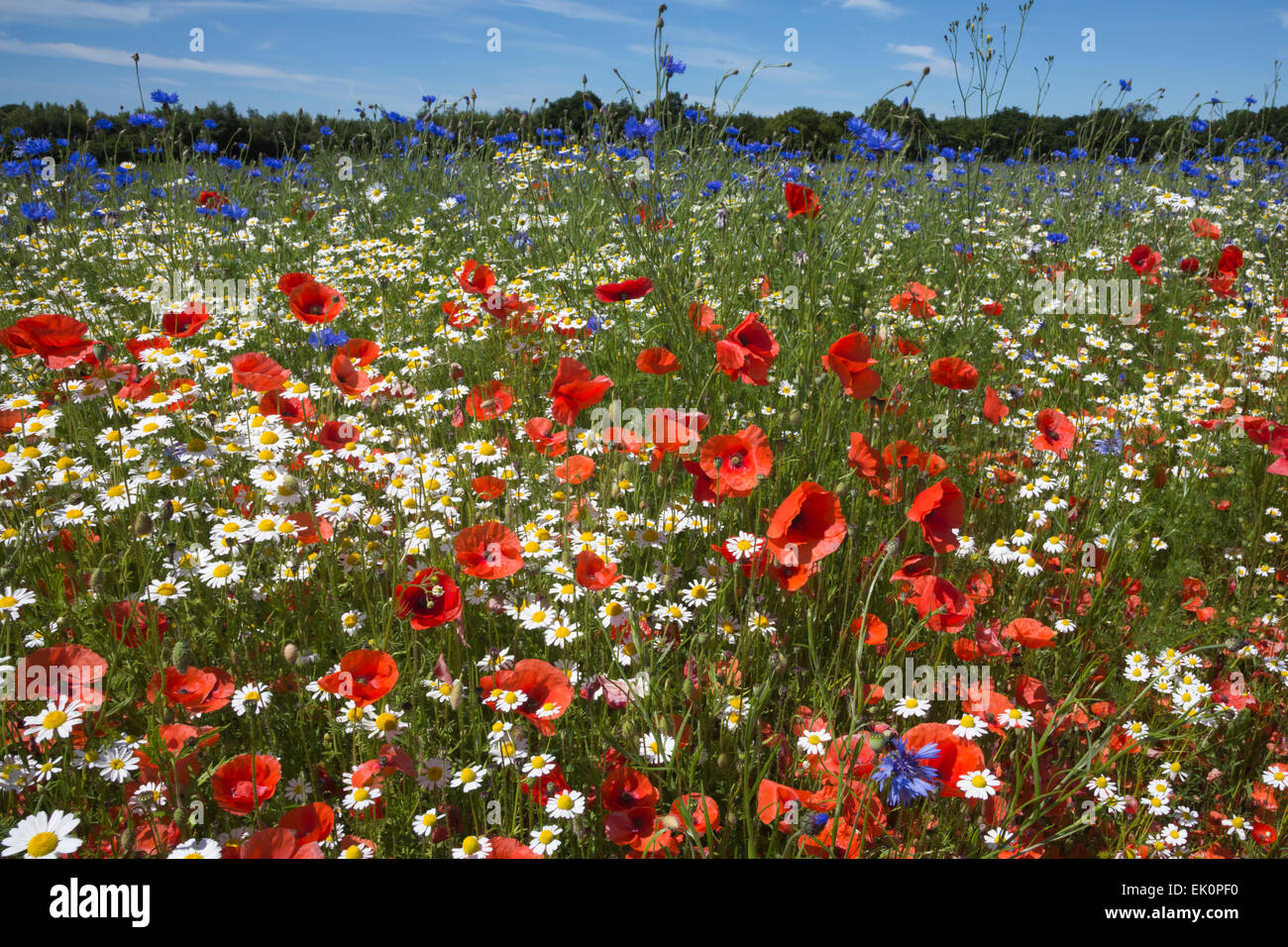 Fleurs sauvages, y compris du pavot (Papaver rhoeas), d'être cultivées pour la semence par Meeddm, sapin, ferme, Merseyside Banque D'Images