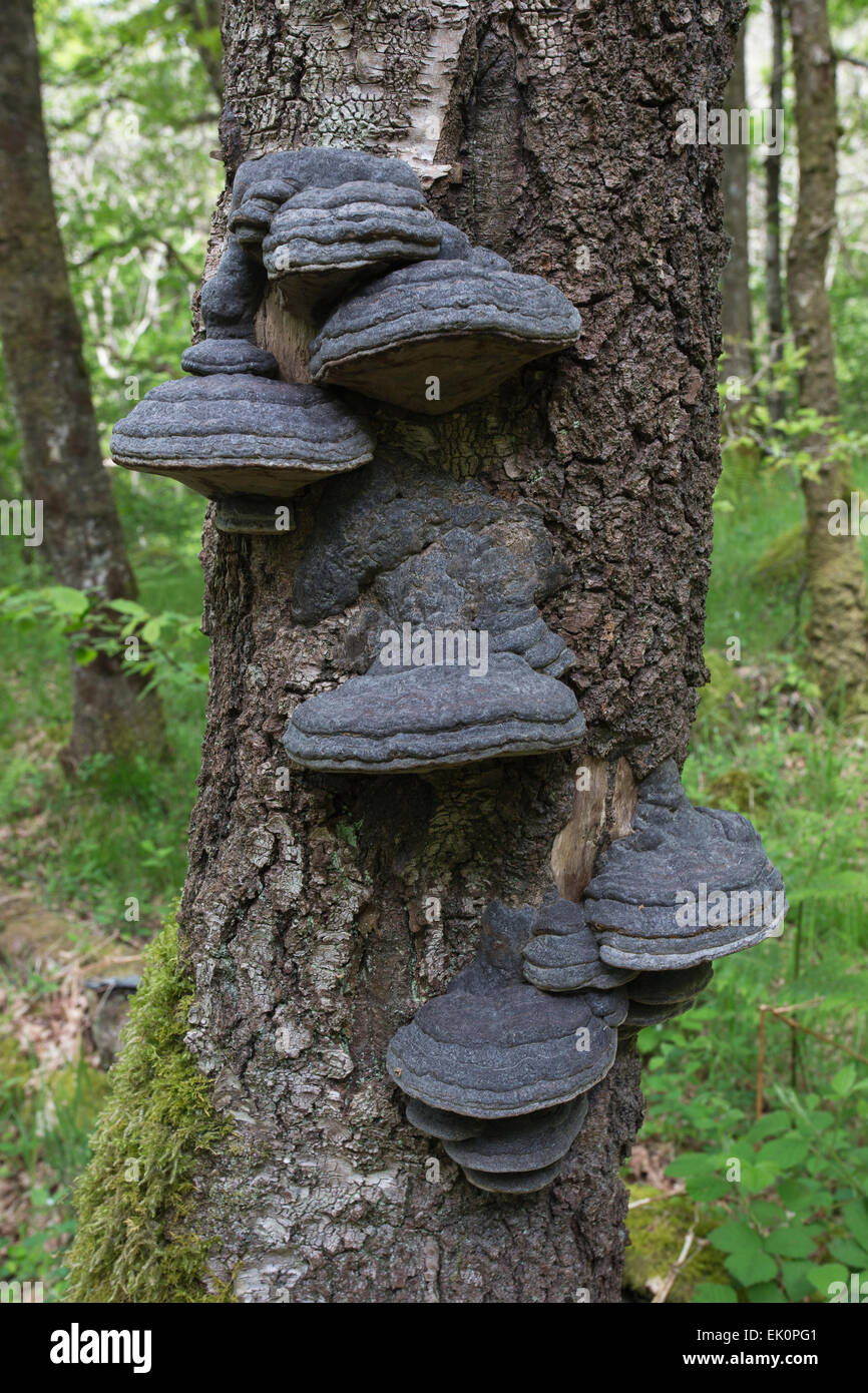 Champignon, bois de la réserve RSPB Crie, Galloway, Scotland, UK Banque D'Images