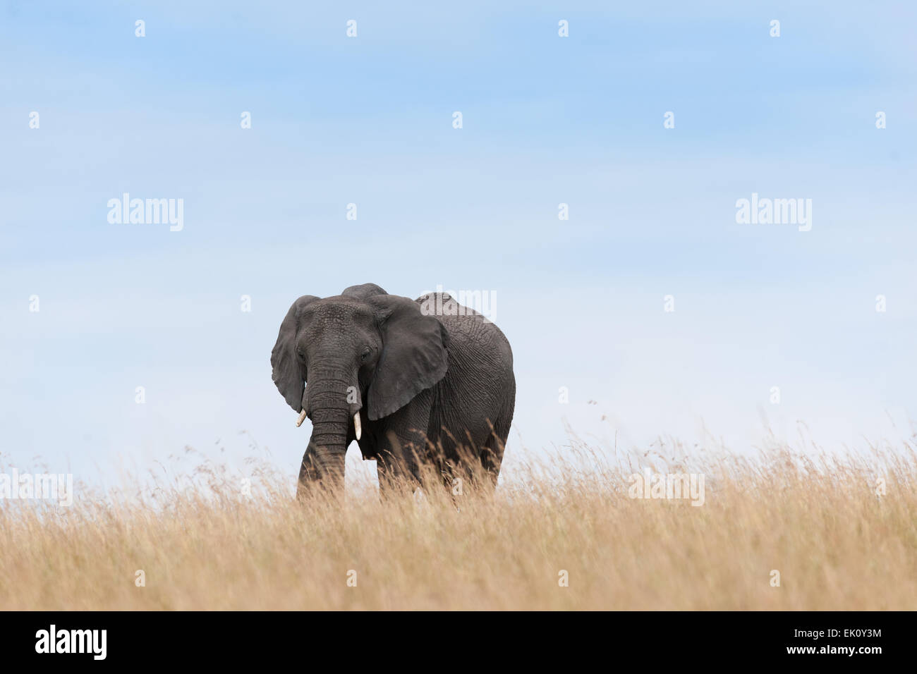 Éléphant dans le Masai Mara Banque D'Images
