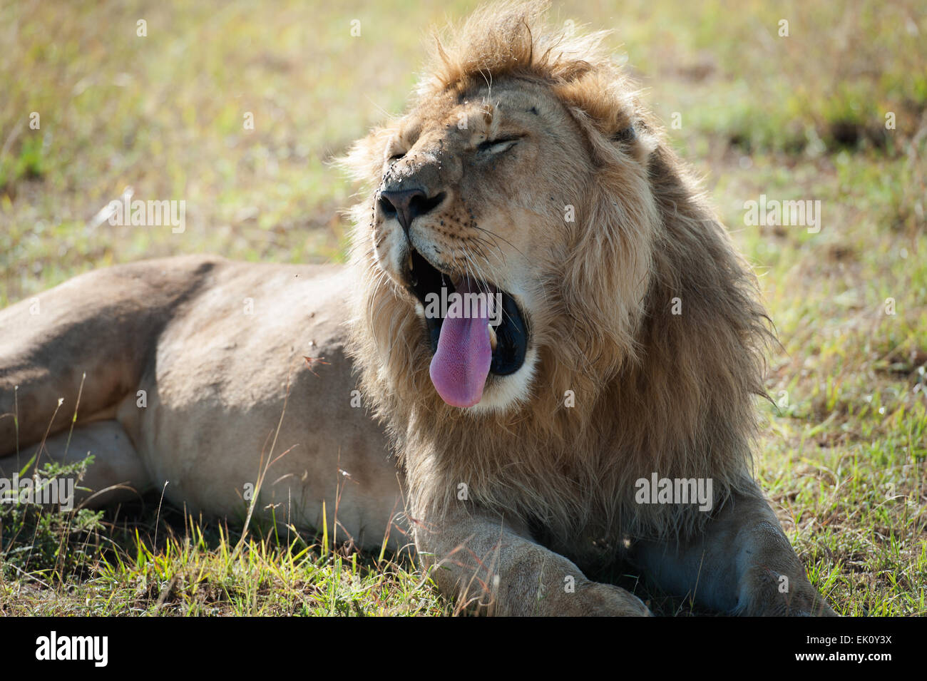 Lion dans la savane de l'Afrique Banque D'Images