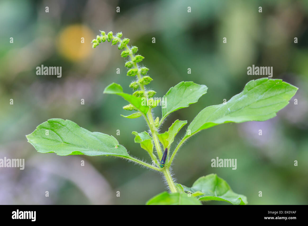 Feuilles de basilic frais bio in garden Banque D'Images