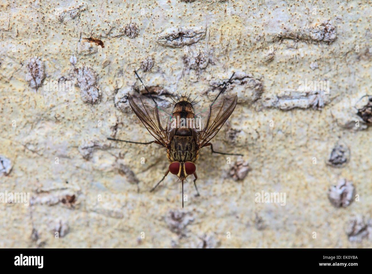 Close up Blow fly, fly, charognes, bluebottles greenbottles, ou cluster fly Banque D'Images