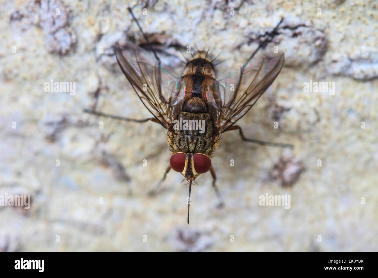 Close up Blow fly, fly, charognes, bluebottles greenbottles, ou cluster fly Banque D'Images