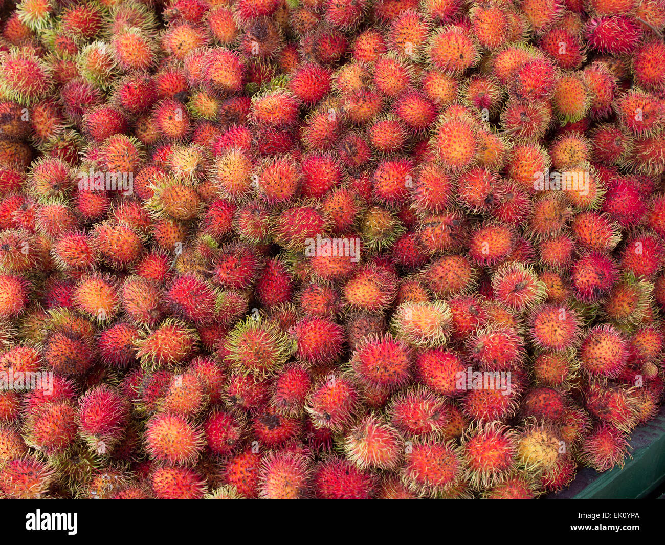 Le fruit du rambutan (Nephelium lapaceum) sur un marché costaricain. Banque D'Images