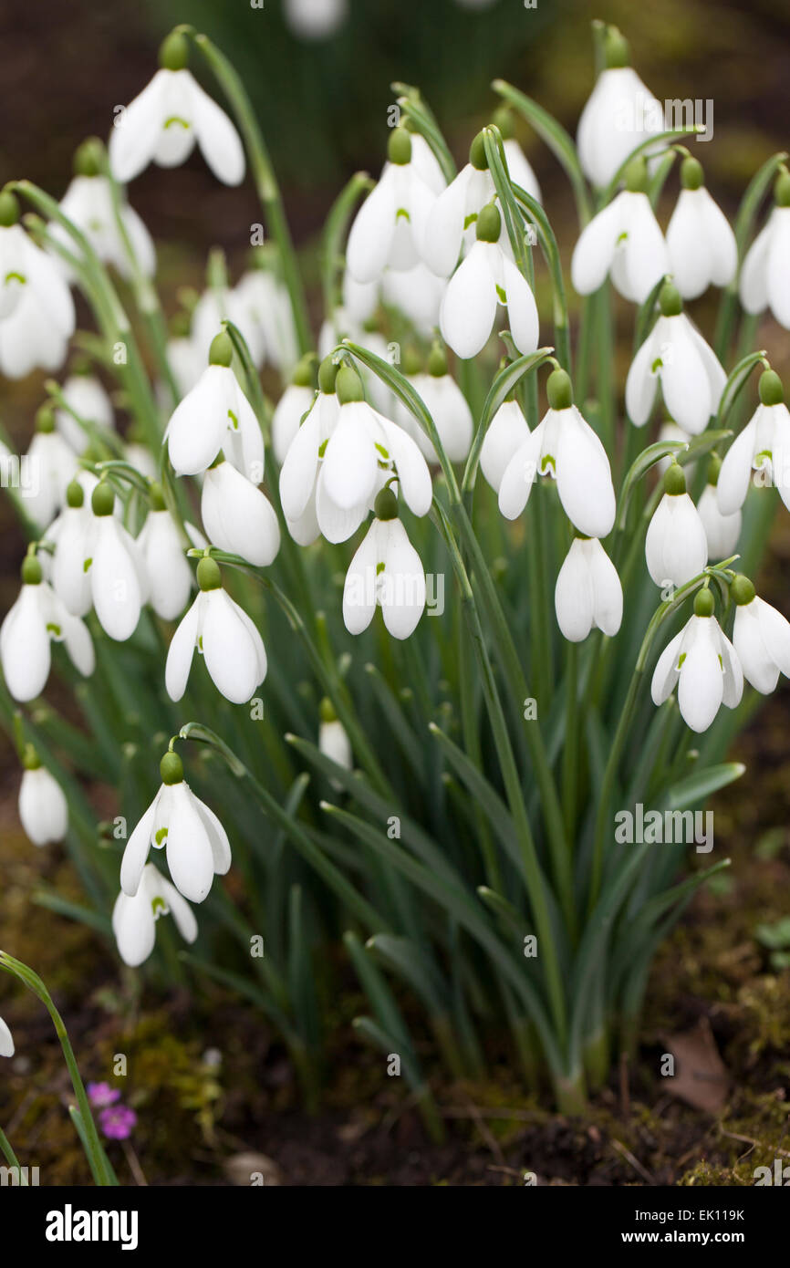 Perce-neige Galanthus S. Arnott floraison dans un jardin d'hiver Banque D'Images