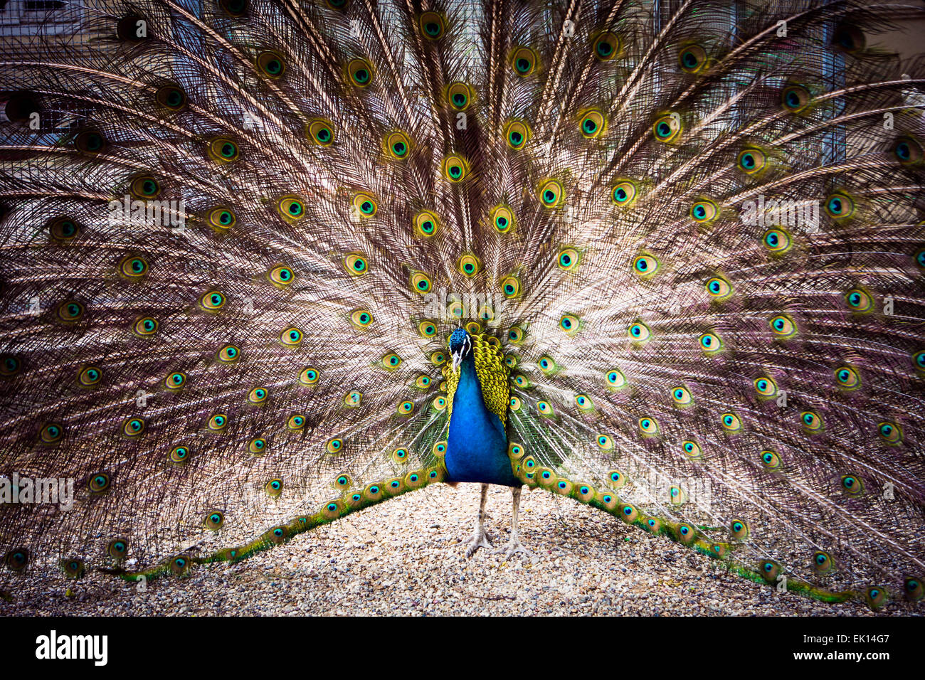 Le paon se répand sa magnifique queue dans le jardin près de Dolmabahce, Istanbul, Turquie. Banque D'Images