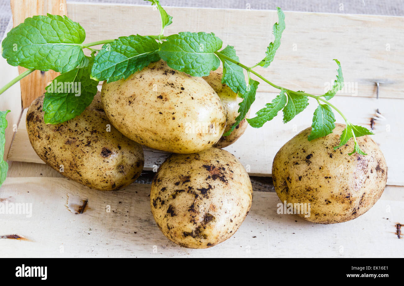 Petites pommes de terre nouvelles fraîches à la menthe en boîte de légumes en bois libre Banque D'Images