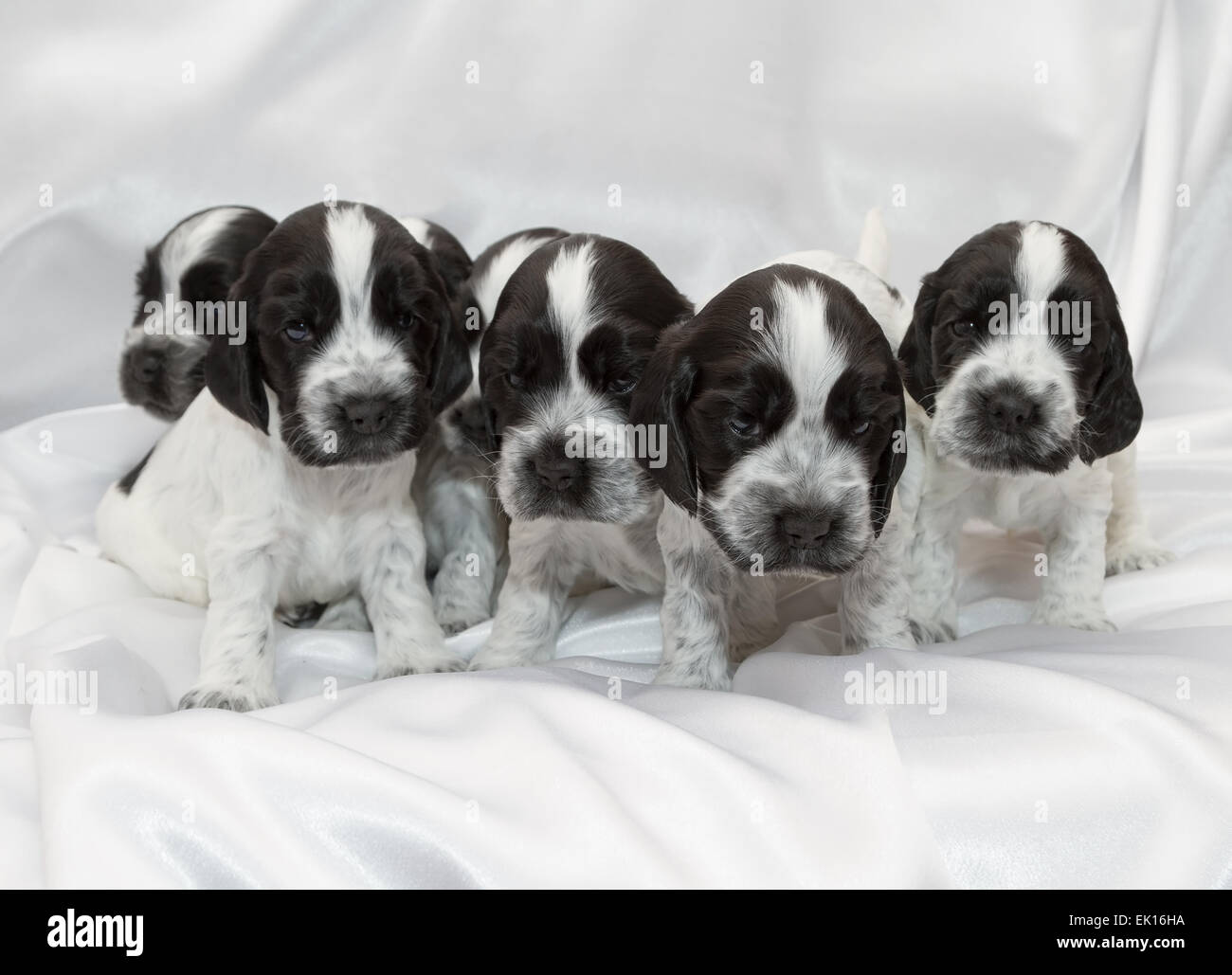 Cocker Anglais chiots dormir dans un tas. L'âge de trois semaines. Banque D'Images