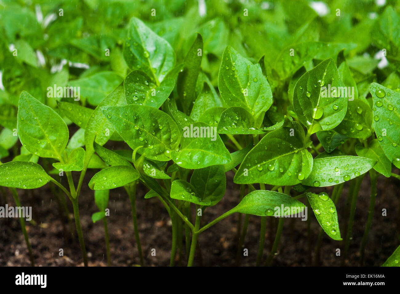 Les choux verts de plus en plus de graines. Le poivre. Close-up of green plant growing out of sol isolé sur fond blanc Banque D'Images