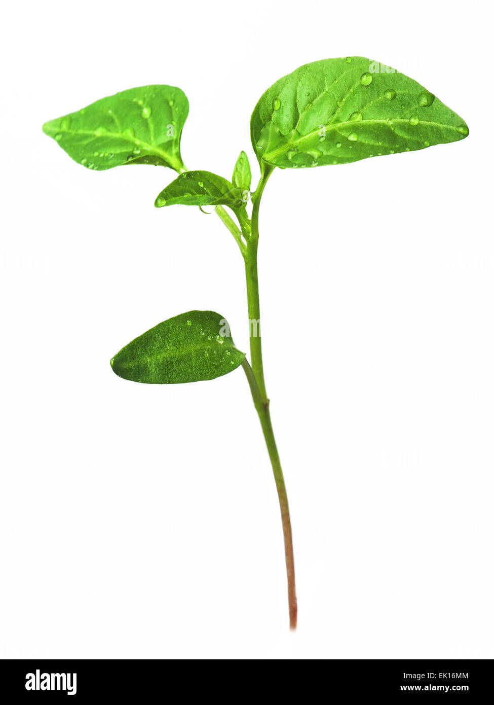 Les choux verts de plus en plus de graines. Le poivre. Close-up of green plant growing out of sol isolé sur fond blanc Banque D'Images